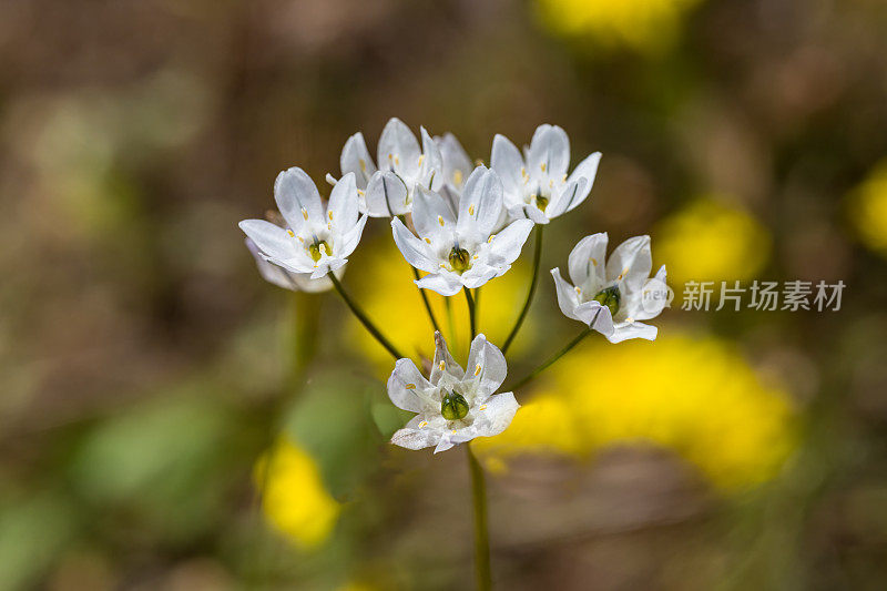 风信子(triiteleia hyacinthina)是一种开花植物，俗称白凤花、野生风信子;白三合花，风信子，还有葱。索诺玛山保护区，索诺玛县，加利福尼亚州。